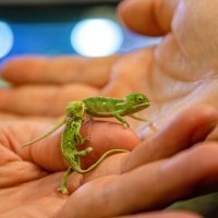 Bebe kameleoni u pulskom aquariumu