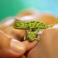 Bebe kameleoni u pulskom aquariumu