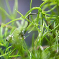 Bebe kameleoni u pulskom aquariumu