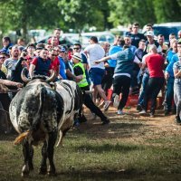 Dva bika uletjela u publiku za vrijeme bikijade u Dicmu, muškarac prebačen u bolnicu