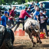 Dva bika uletjela u publiku za vrijeme bikijade u Dicmu, muškarac prebačen u bolnicu