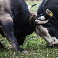 Tradicionalna borba bikova u Dicmu ove je godine posebno atraktivna