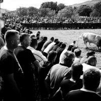 Tradicionalna borba bikova u Dicmu ove je godine posebno atraktivna