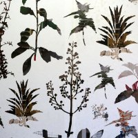 Sanjaju li biljke sutrašnjicu?