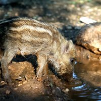 Zoran Mikulandra i veprica Petrunjela