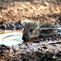 Zoran Mikulandra i veprica Petrunjela