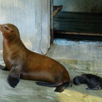 Kalifornijski morski lavić i njegova majka