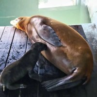 Kalifornijski morski lavić i njegova majka