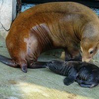 Kalifornijski morski lavić i njegova majka