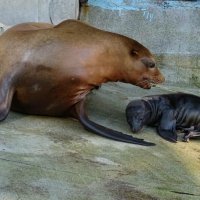 Kalifornijski morski lavić i njegova majka