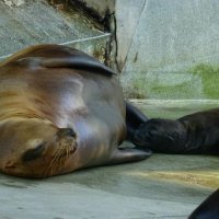 Kalifornijski morski lavić i njegova majka