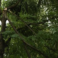 Snažan vjetar lomio grane i rušio prometne znakove