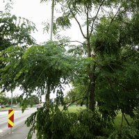 Snažan vjetar lomio grane i rušio prometne znakove