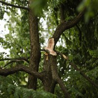 Snažan vjetar lomio grane i rušio prometne znakove