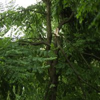 Snažan vjetar lomio grane i rušio prometne znakove