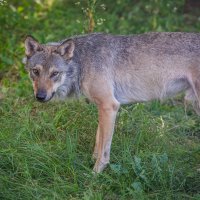 Vučica Bellatrix i mladunčad
