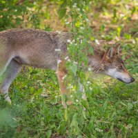 Vučica Bellatrix i mladunčad