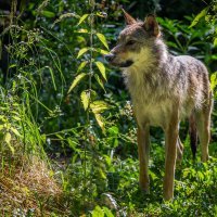 Vučica Bellatrix i mladunčad