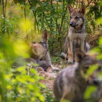 Vučica Bellatrix i mladunčad