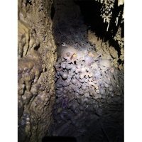 Ekshumacija iz jame Jazovka