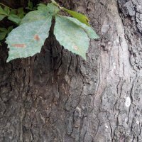 Cat S42 - primjeri fotografija