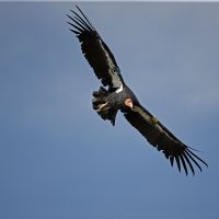 Kalifornijski kondor