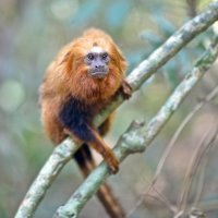 Zlatni lavlji tamarin