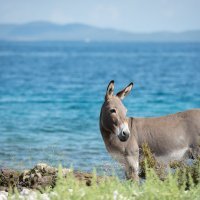 Neuspjelo spašavanje magaraca s Kornata