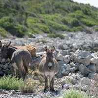 Neuspjelo spašavanje magaraca s Kornata