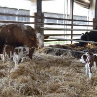 Krava i telad u Feričancima