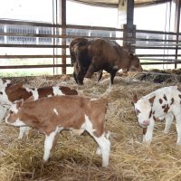 Krava i telad u Feričancima