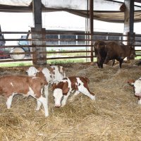 Krava i telad u Feričancima