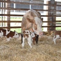 Krava i telad u Feričancima