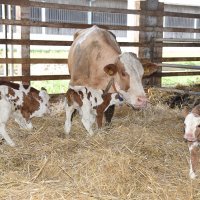 Krava i telad u Feričancima