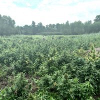 Plantaža marihuane