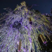 Noćni ugođaj u parku Bele IV. uz svjetlosno-zvučnu instalaciju