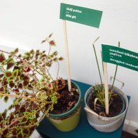 Hotel za biljke u Muzeju prekinutih veza