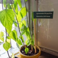 Hotel za biljke u Muzeju prekinutih veza