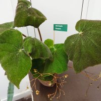 Hotel za biljke u Muzeju prekinutih veza