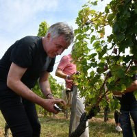 Vinograd Miroslava Škore