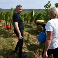 Vinograd Miroslava Škore