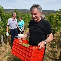 Vinograd Miroslava Škore