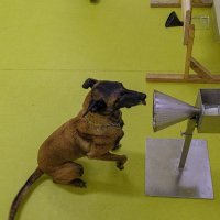 Psi njuše koronaviruse