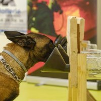 Psi njuše koronaviruse