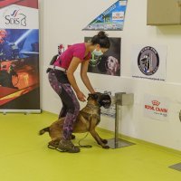 Psi njuše koronaviruse