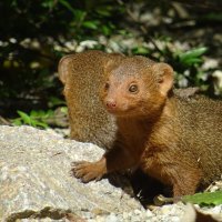 Patuljasti mungosi u Zoološkom vrtu grada Zagreba