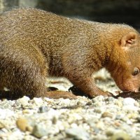 Patuljasti mungosi u Zoološkom vrtu grada Zagreba