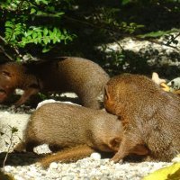 Patuljasti mungosi u Zoološkom vrtu grada Zagreba