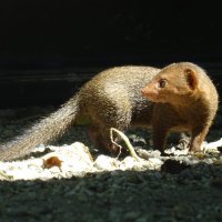 Patuljasti mungosi u Zoološkom vrtu grada Zagreba