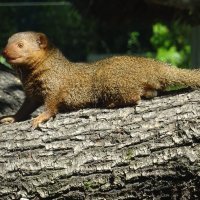 Patuljasti mungosi u Zoološkom vrtu grada Zagreba